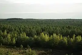 Fernblick vom Kugelfangwall nach Süden, am Horizont die Nürnberger Burg. Vorne Birken- und Kiefernanflug auf einer Fläche mit Besenheide