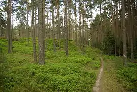 Typischer Kiefernwald mit Heidelbeeren und rechts Fichtenanflug im Unterstand