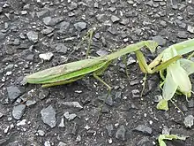 Weibchen mit einem erbeuteten Exemplar der Fangschreckenart Hierodula patellifera