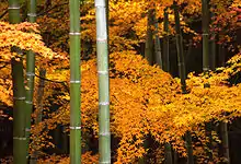 Herbstliche Ahornblätter und Bambus im Garten von Tenryū-ji