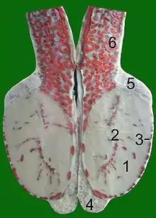 Schnitt durch einen Stierhoden: (Blutgefäße mit roter Gelatine injiziert) 1 Hodenparenchym 2 Mediastinum testis 3 Tunica albuginea 4 Nebenhodenschwanz 5 Nebenhodenkopf 6 Samenstrang mit    Rankenkonvolut der Hodenarterie