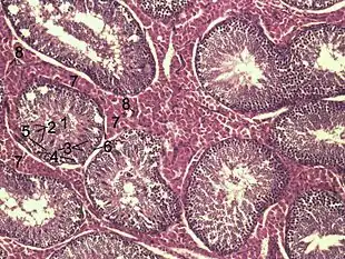 Histologisches Bild des Hodenparenchyms eines Ebers: 1 Lumen eines gewundenen Samenkanälchens2 Spermatiden3 Spermatozyten4 Spermatogonien5 Sertoli-Zellen6 Myofibroblasten7 Leydig-Zellen8 Kapillaren