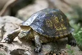 Schildkröte