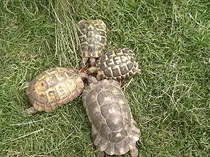 verschiedene Arten: Testudo graeca (li.)  andere Testudo-Arten (re.)