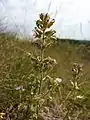 Der beim Hausberg auftretende Trauben-Gamander (Teucrium botrys) gilt in Österreich als gefährdet.