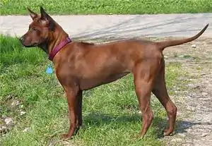 Thai Ridgeback