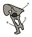 Becken eines Therizinosauriers; A = Ilium, B = Schambein,C = Sitzbein