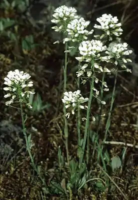 Berg-Hellerkraut (Thlaspi montanum)