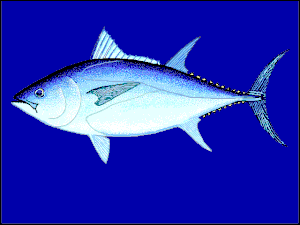 Südlicher Blauflossen-Thunfisch (Thunnus maccoyii)