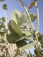 Blätter und Blütenstand mit Knospen und Blüten