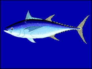 Langschwanz-Thunfisch (Thunnus tonggol)