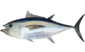 Großaugen-Thunfisch (Thunnus obesus)