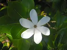 Sechszählige Blüte von Gardenia taitensis