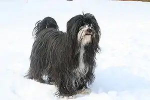 Tibet-Terrier