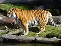 Sibirischer Tiger (Panthera tigris altaica)