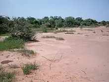 Im Nordwesten der Provinz gibt es noch weite Flächen mit Tigerbusch