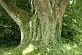 Tilia platyphyllos in Conjoux in (Belgien).