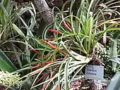 Grüne Tillandsie Tillandsia flabellata im Gewächshaus.