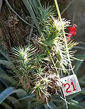 Graue Tillandsie Tillandsia funckiana: Nicht sehr häufig kommt es bei Bromelien-Arten vor, dass sie ein Stämmchen bilden, also caulescent sind, auch relativ selten bei Bromilien-Arten ist eine solch leuchtend rote Blütenfarbe. Es wirkt so, als sei bei dieser Art kein Blütenstand vorhanden, aber er ist nur stark verkürzt und ein- oder selten zweiblütig.