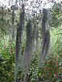 Graue Tillandsie Tillandsia usneoides: wird im Deutschen als „Louisianamoos“ oder „Spanisches Moos“ und im Englischen als „Spanish Moss“ bezeichnet. Hat die Wuchsform einer Bartflechte (daher auch der Artname). Wurde als Verpackungsmaterial verwendet.