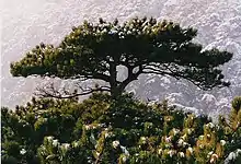 Österreichische Schwarzkiefer (Pinus nigra subsp. nigra) (in Wien auch als Parapluie-Baum bezeichnet)