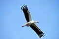 Schwarzschnabelstorch im Flug