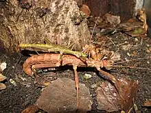 Pärchen, Weibchen bei der Eiablage