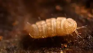 Trachypauropus brittanicus ist ein Vertreter der Wenigfüßer (Pauropoda)