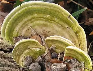 Buckel-TrameteTrametes gibbosa