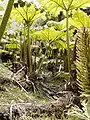 Gunnera-Dschungel