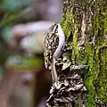 Baumläufer (Treecreeper)