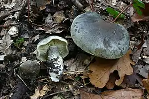 Seifen-RitterlingTricholoma saponaceum