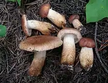 Bärtiger RitterlingTricholoma vaccinum