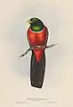 Schieferschwanztrogon (Trogon massena) gemalt von John Gould