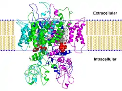 Transient Receptor Potential Vanilloid 1