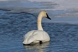 Trompeterschwan (Cygnus buccinator)