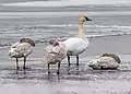 Ein adulter und zwei juvenile Trompeterschwäne am Ufer des Wood Lake nahe Oyama, British Columbia