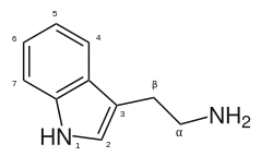 Strukturformel von 2-(3-Indolyl)ethylamin