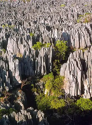 Andrefana-Trockenwälder