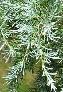 Zweig mit Nadeln der Berg-Hemlocktanne (Tsuga mertensiana).