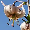 Türkenbund (Lilium martagon)