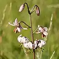 Türkenbund (Lilium martagon)