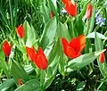 Wildtulpe