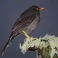 Turdus Fuscater, Männchen