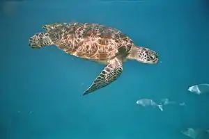 Suppenschildkröten (Chelonia mydas)