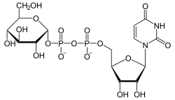 UDP-Glucose