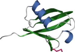 Ubiquitin