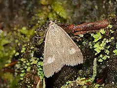 Udea alpinalis