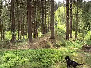 Blick auf den Dammrest aus Richtung Osten. Der Stauraum befand sich rechts des Dammes.