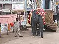 Tempelelefant in Udupi